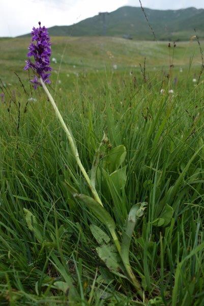 Varie Dactylorhiza dalle torbiere del Tonale