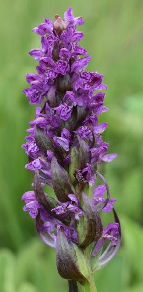 Varie Dactylorhiza dalle torbiere del Tonale