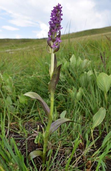 Varie Dactylorhiza dalle torbiere del Tonale