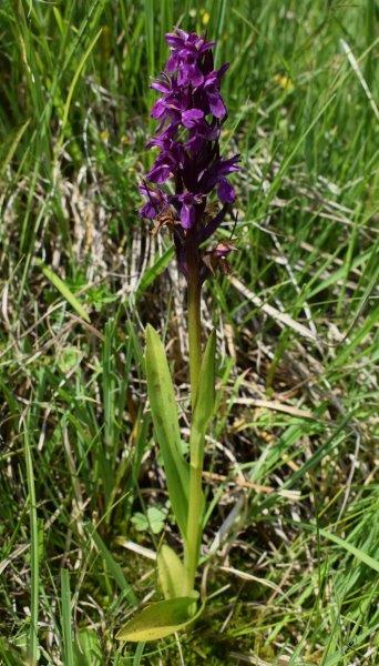 Varie Dactylorhiza dalle torbiere del Tonale