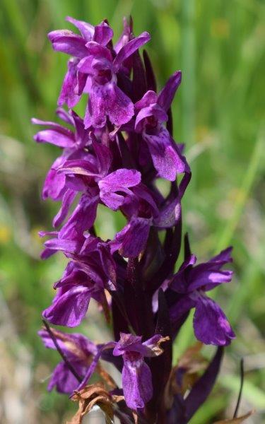 Varie Dactylorhiza dalle torbiere del Tonale