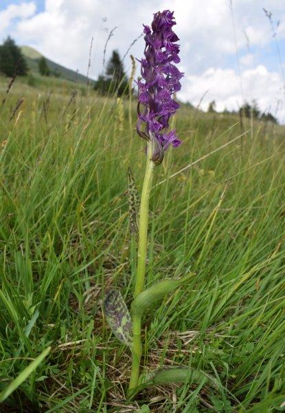 Varie Dactylorhiza dalle torbiere del Tonale