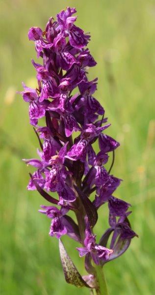 Varie Dactylorhiza dalle torbiere del Tonale