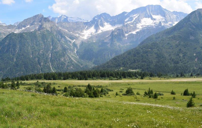 Varie Dactylorhiza dalle torbiere del Tonale