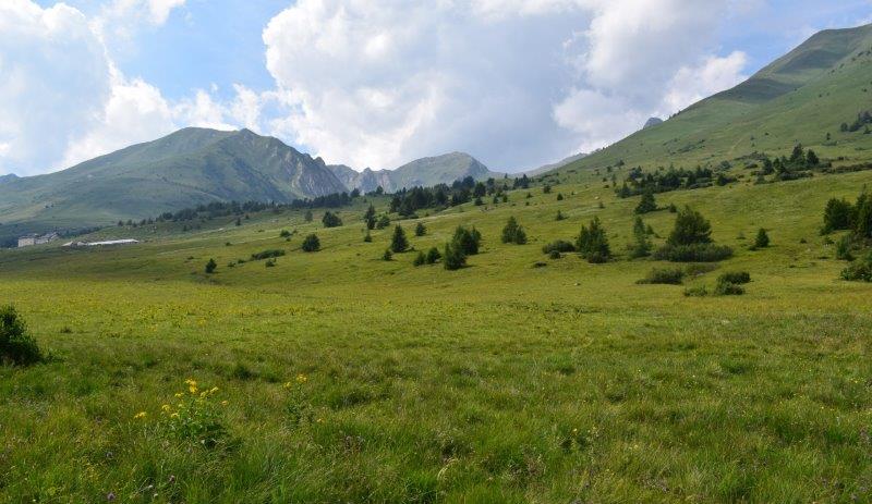 Varie Dactylorhiza dalle torbiere del Tonale