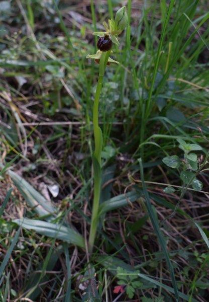 Qualche simpatica Ophrys