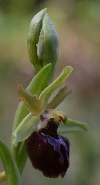 Qualche simpatica Ophrys