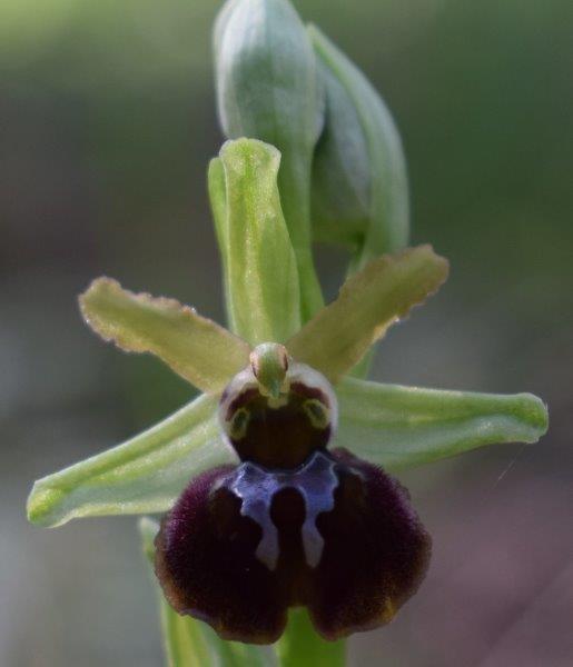 Qualche simpatica Ophrys