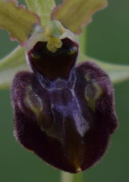 Qualche simpatica Ophrys