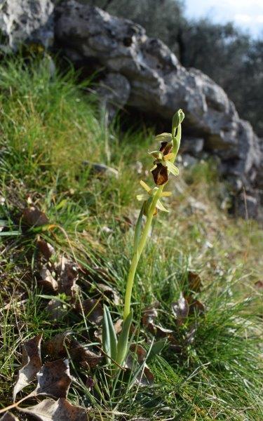 Qualche simpatica Ophrys