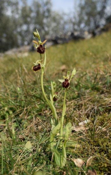 Qualche simpatica Ophrys