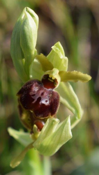 Qualche simpatica Ophrys