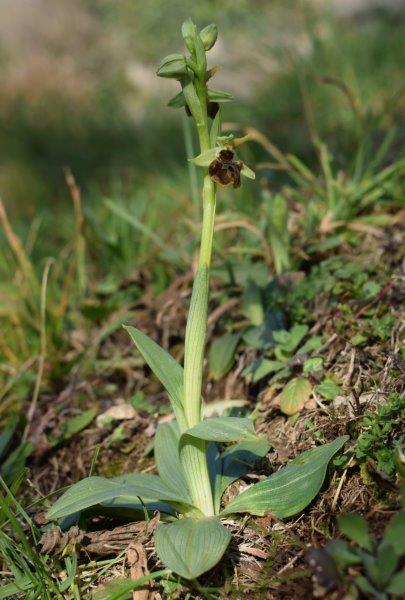 Qualche simpatica Ophrys