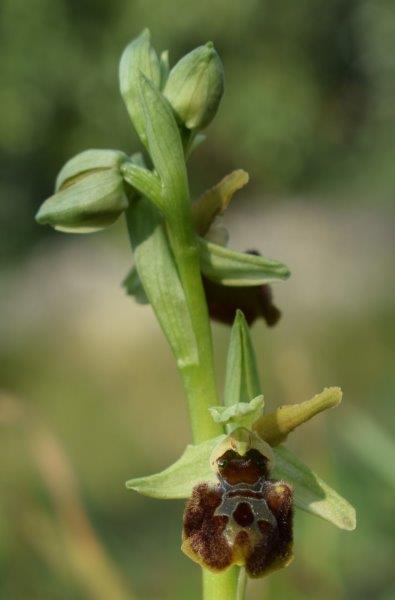 Qualche simpatica Ophrys