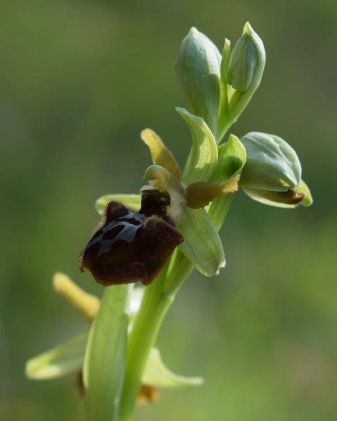 Qualche simpatica Ophrys