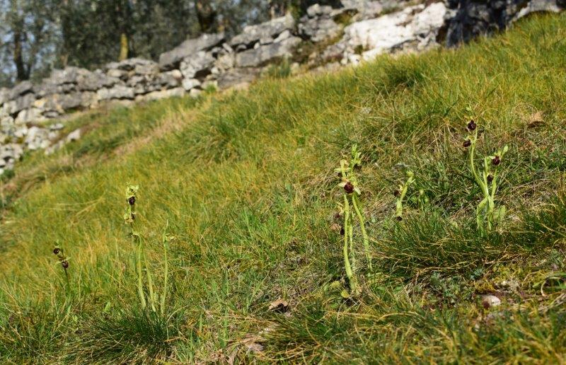 Qualche simpatica Ophrys