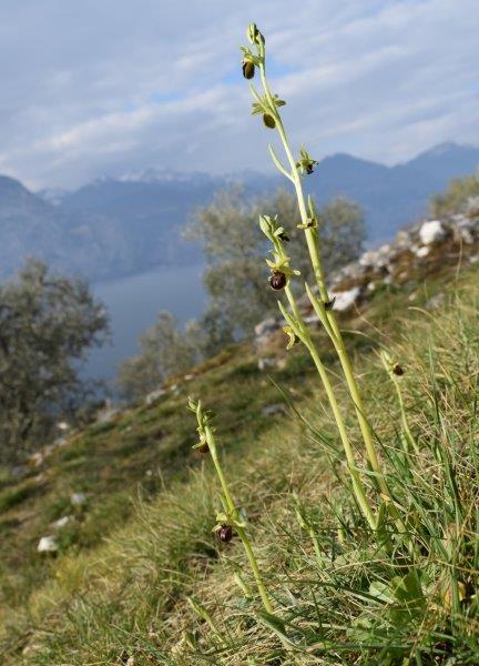 Qualche simpatica Ophrys