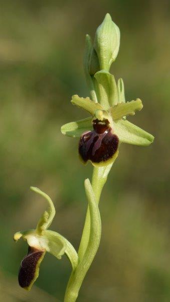 Qualche simpatica Ophrys