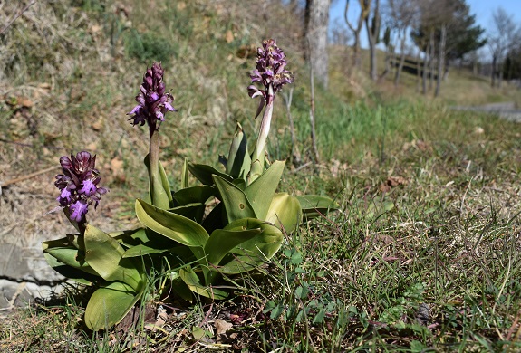 Barlie nell''Appennino Reggiano