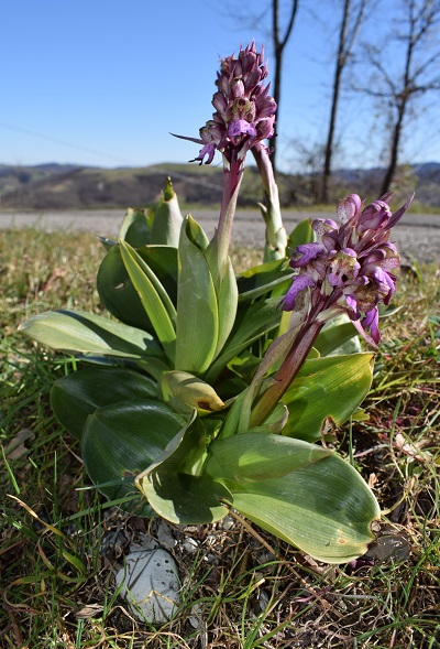 Barlie nell''Appennino Reggiano