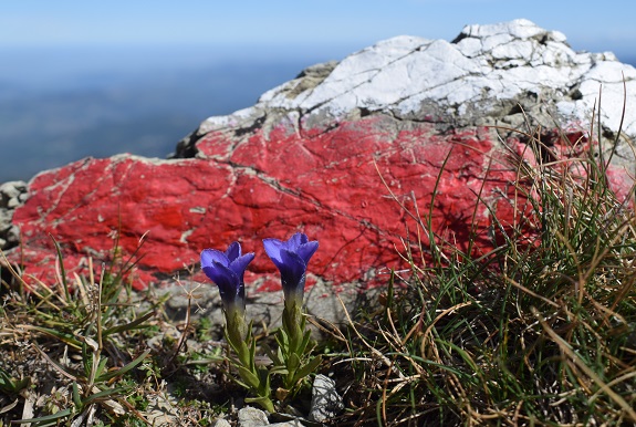 Cusna (2.121 m) da Monte Orsaro - Appennino Reggiano