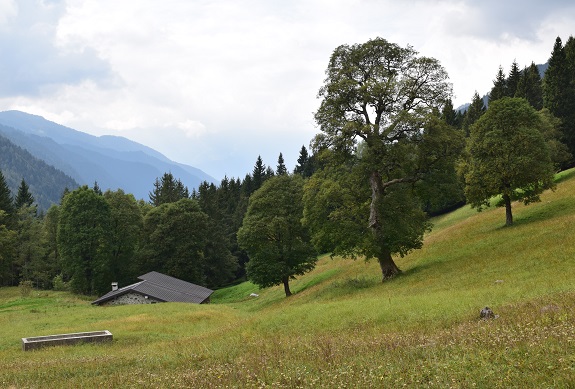 Cimone della Bagozza (2.409 m) da Cimalbosco - Gruppo della Concarena