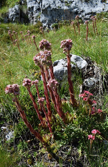 Dal Lago di Tovel al Pian della Nana per la Val Formiga - Dolomiti di Brenta