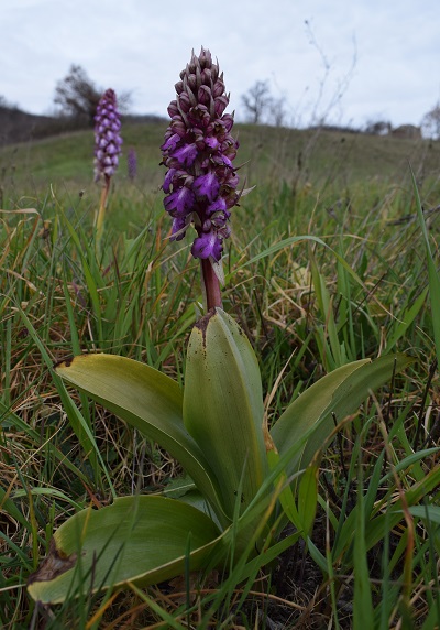 Barlie nell''Appennino Parmense