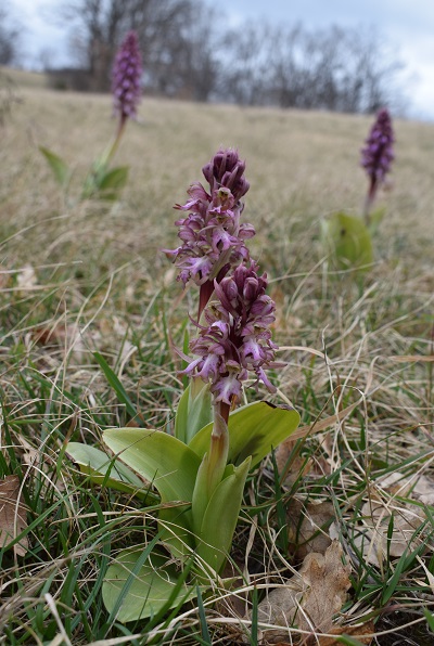 Barlie nell''Appennino Parmense