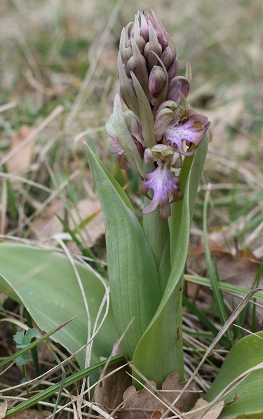 Barlie nell''Appennino Parmense