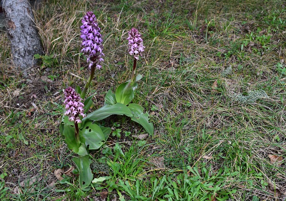 Barlie nell''Appennino Parmense