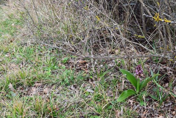 Barlie nell''Appennino Parmense