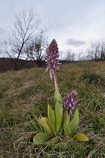 Barlie nell''Appennino Parmense