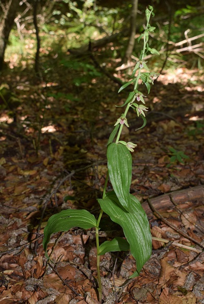 Epipactis neglecta