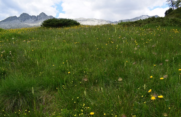 Dal Lago di Malga Bissina alla Valle Cop di Breguzzo - Gruppo dell''Adamello