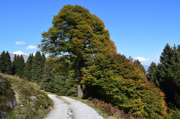 Da Malga Rosa al Lago di Valsorda - Gruppo dell''Adamello