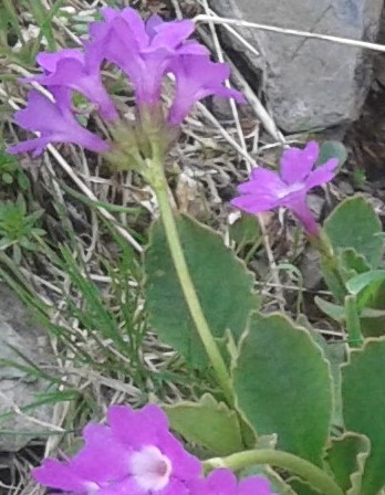 Primula...