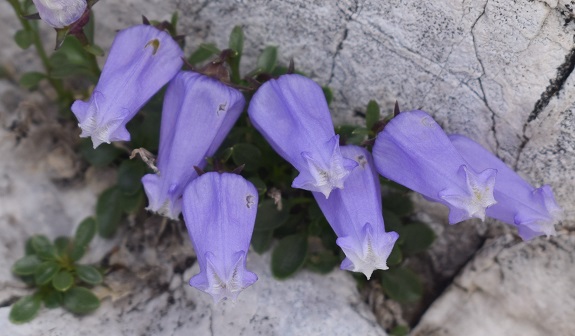 Altopiano del Canin - Alpi Giulie