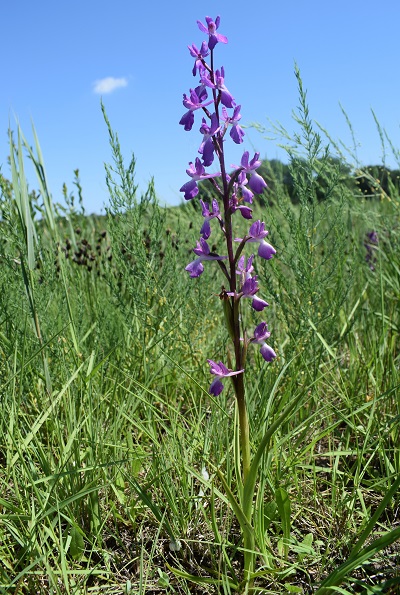 Le orchidee della Bassa del Bardello (Parco Delta del Po)