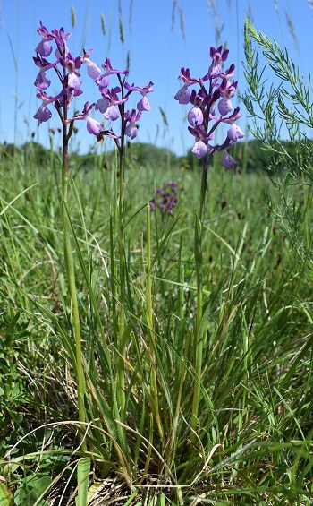 Le orchidee della Bassa del Bardello (Parco Delta del Po)