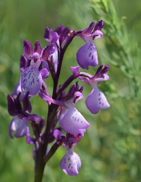 Le orchidee della Bassa del Bardello (Parco Delta del Po)