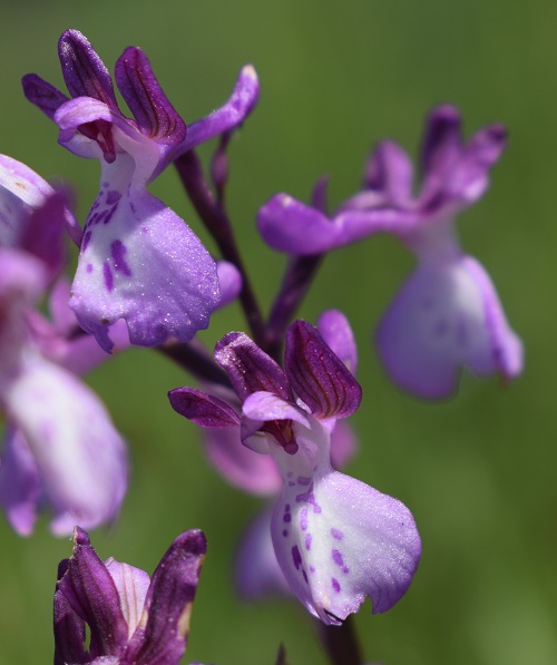 Le orchidee della Bassa del Bardello (Parco Delta del Po)