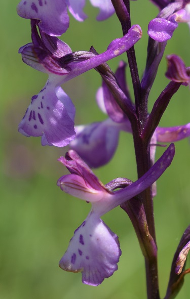 Le orchidee della Bassa del Bardello (Parco Delta del Po)