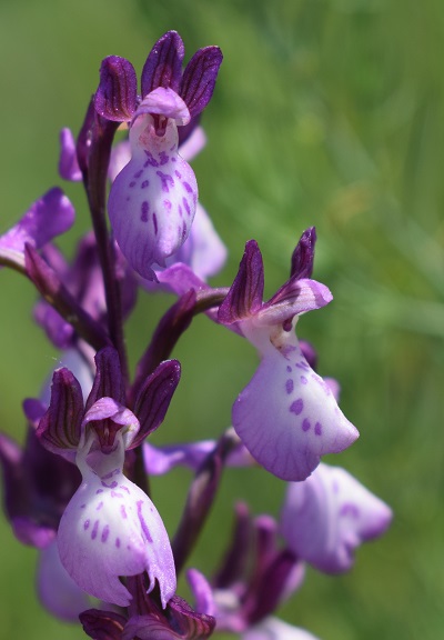 Le orchidee della Bassa del Bardello (Parco Delta del Po)