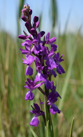 Le orchidee della Bassa del Bardello (Parco Delta del Po)