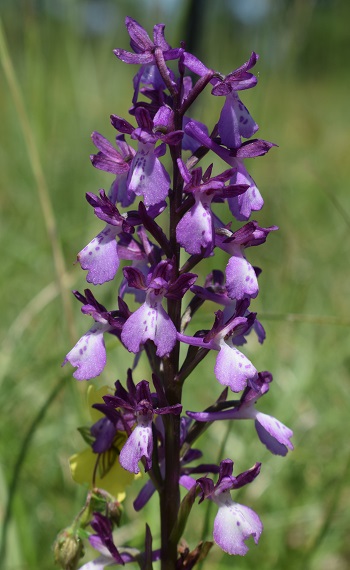 Le orchidee della Bassa del Bardello (Parco Delta del Po)