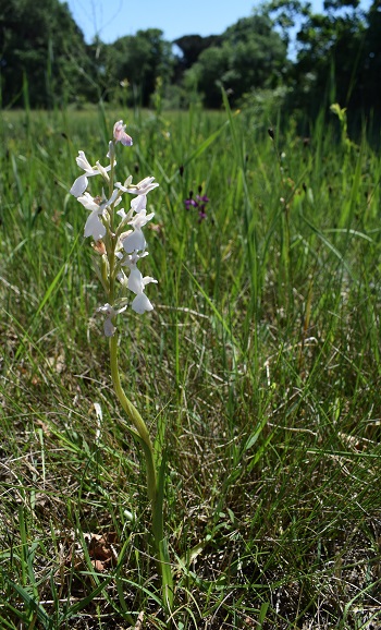 Le orchidee della Bassa del Bardello (Parco Delta del Po)