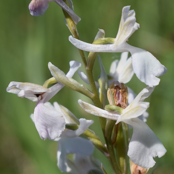 Le orchidee della Bassa del Bardello (Parco Delta del Po)