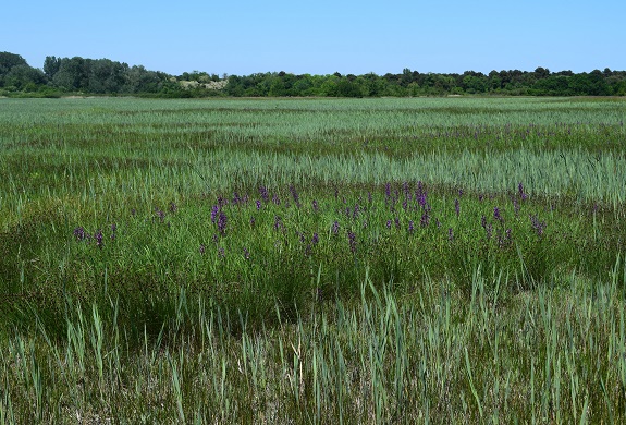 Le orchidee della Bassa del Bardello (Parco Delta del Po)