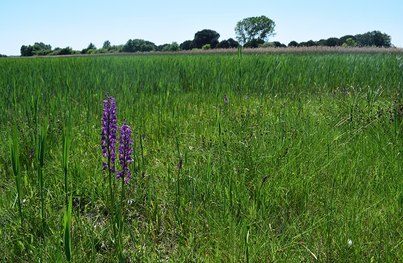 Le orchidee della Bassa del Bardello (Parco Delta del Po)